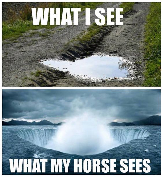 Equestrian.com tweet media