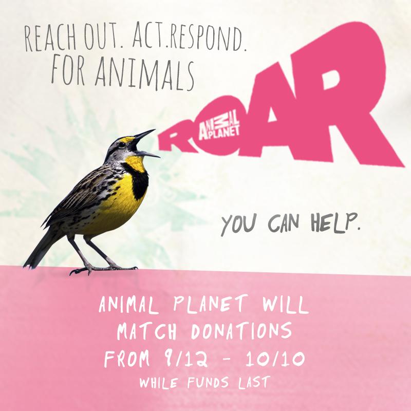 AnimalPlanet's tweet photo. Help @NWF #ROAR through its Adopt-a-Wildlife-Acre program. Learn more and give back: https://t.co/iB6TABFpf7 https://t.co/VtJkoTG12n