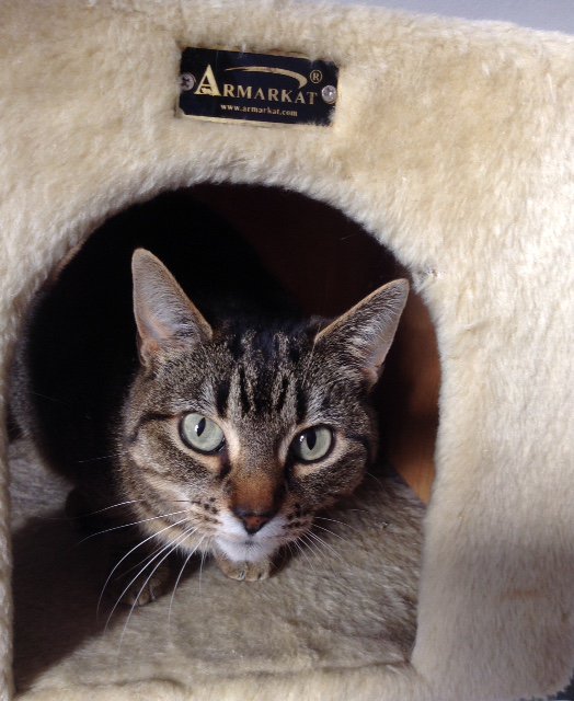 EmmytheCat's tweet photo. Thank you all so much for your kind wishes after we lost our beloved Wee Sharon. She was very sick but always loving https://t.co/v6avWi6FYc