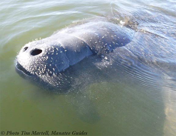 savethemanatee's tweet photo. Thank You to Lee Cty officers who organized targeted enforcement action focusing on manatee zones in Estero Bay! https://t.co/xEay6nSnfQ