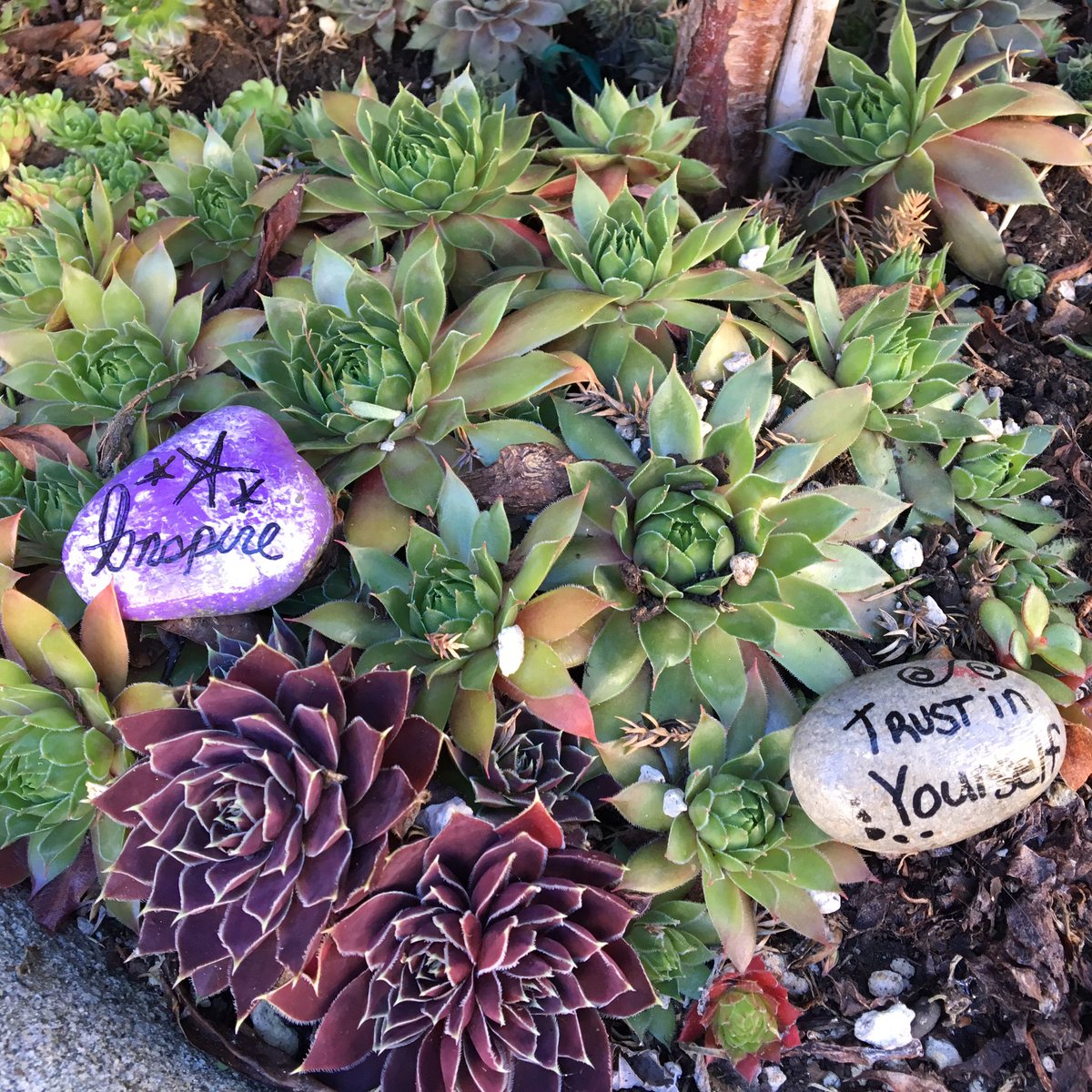 BeKindRockOn's tweet photo. Left some more #BeKindRockOn Rocks around Evergreen Medical Plaza #KindnessMatters https://t.co/pgnKTBaMk3