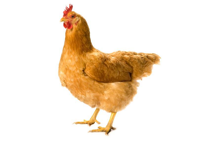 BostonGlobe's tweet photo. Kissing chickens is bad for your health, CDC warns https://t.co/6FZ1l5FQZ7 https://t.co/iGQECAsVqb