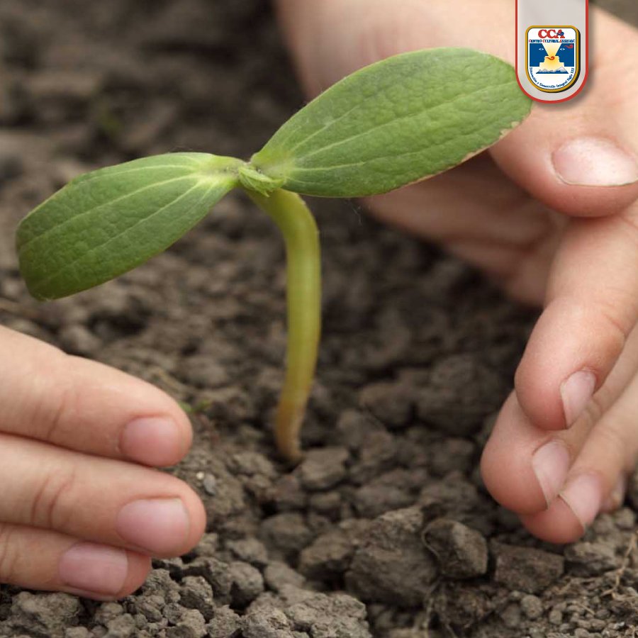 Conoce las ventajas de enseñarle a tus hijos a cultivar con este #TipCCA bit.ly/2cmiLNH