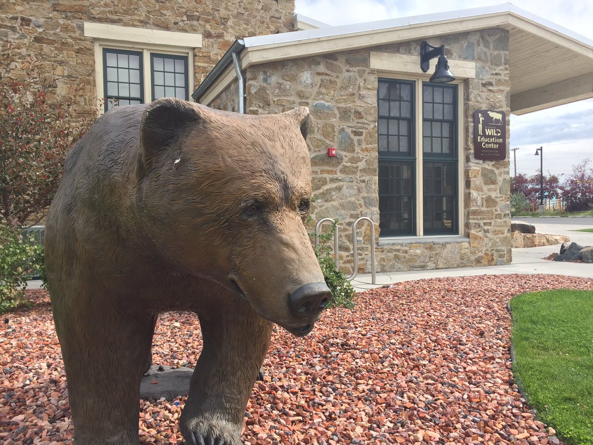 MikenzieFrost's tweet photo. This bear isn't the only one at #MTWild right now. Details tonight. @KTVH_KBGF #MTNews https://t.co/c6PgolgZ09