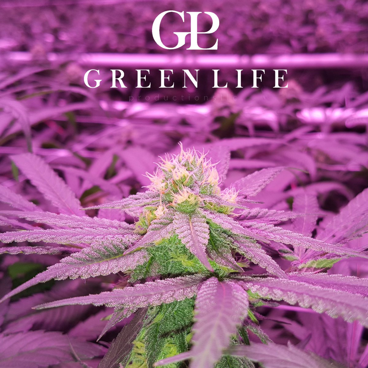GLPNV's tweet photo. Our #lavender bred by @somaseeds is growing beautifully in her #4thcycle #livingorganicsoil beds #glp https://t.co/OG7gEbSa2g