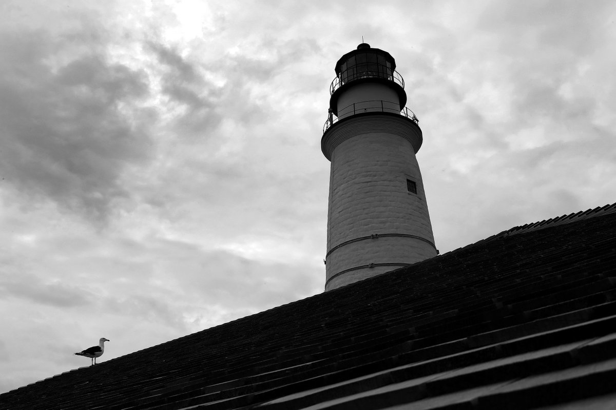 GlobeDavidLRyan's tweet photo. A seagull takes in the view from a rooftop with a view of Boston Light which turns 300yrs old today https://t.co/aSCj9eyAPz