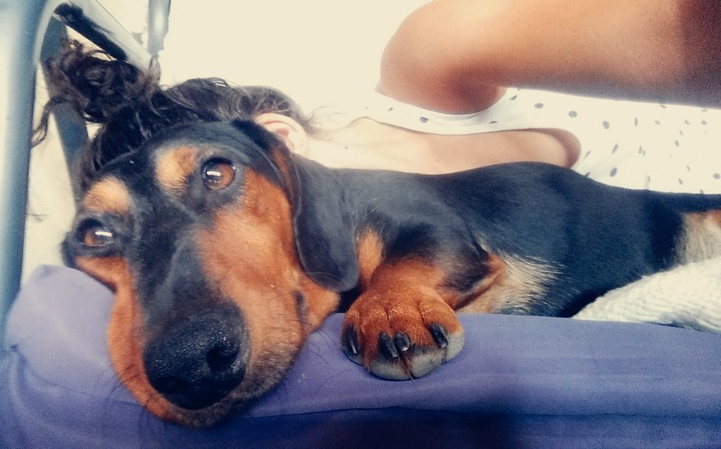 BBlanu's tweet photo. Kicsi boldogságom 😊❤🎩🐶 https://t.co/rxQpm5PSw5