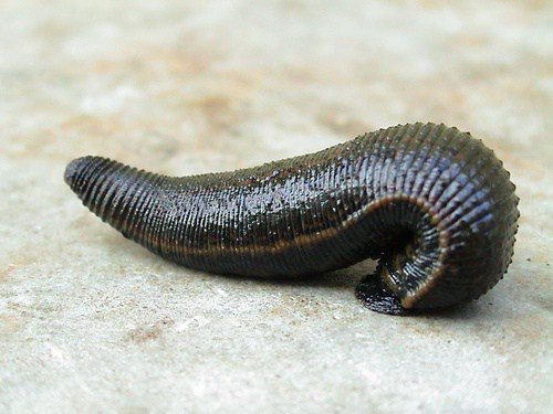 AdlayasAnimals's tweet photo. Leeches! They may be gross, but they're pretty cool animals. #MedicinalLeech https://t.co/Qh9Fyhmxo2 https://t.co/AMvPi9hEPE