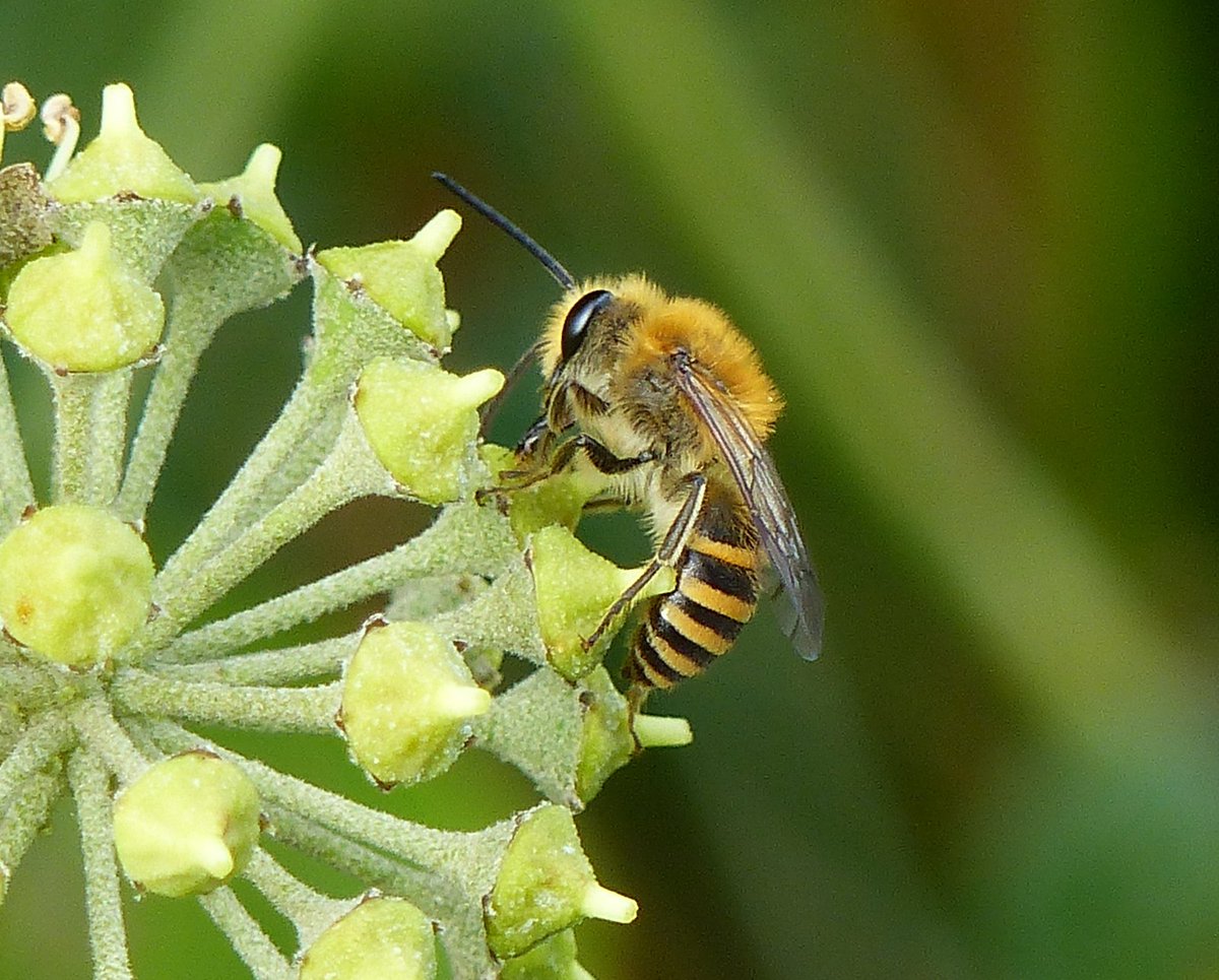 NearbyWild #RewildTheEarth 🍃💚🍃 tweet media