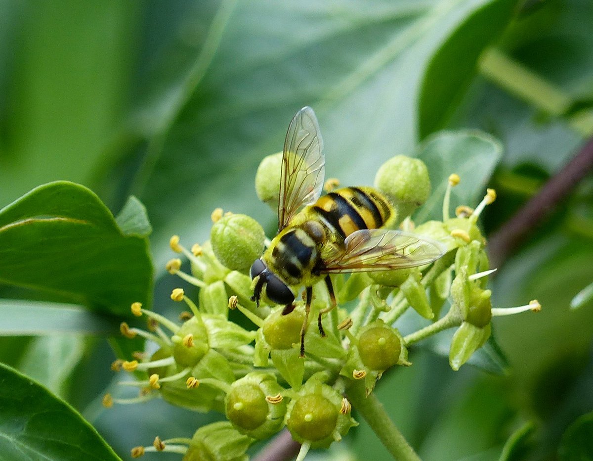 NearbyWild #RewildTheEarth 🍃💚🍃 tweet media