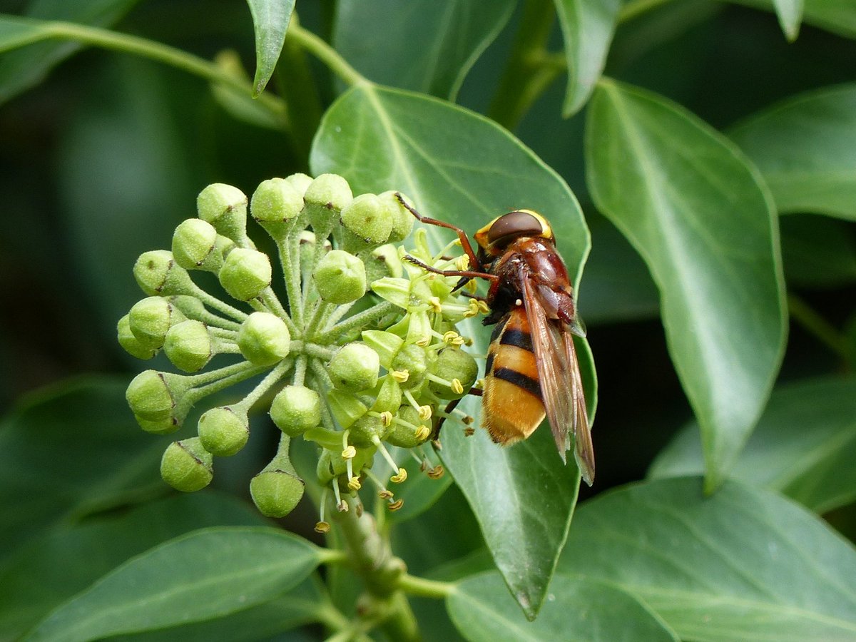 NearbyWild #RewildTheEarth 🍃💚🍃 tweet media