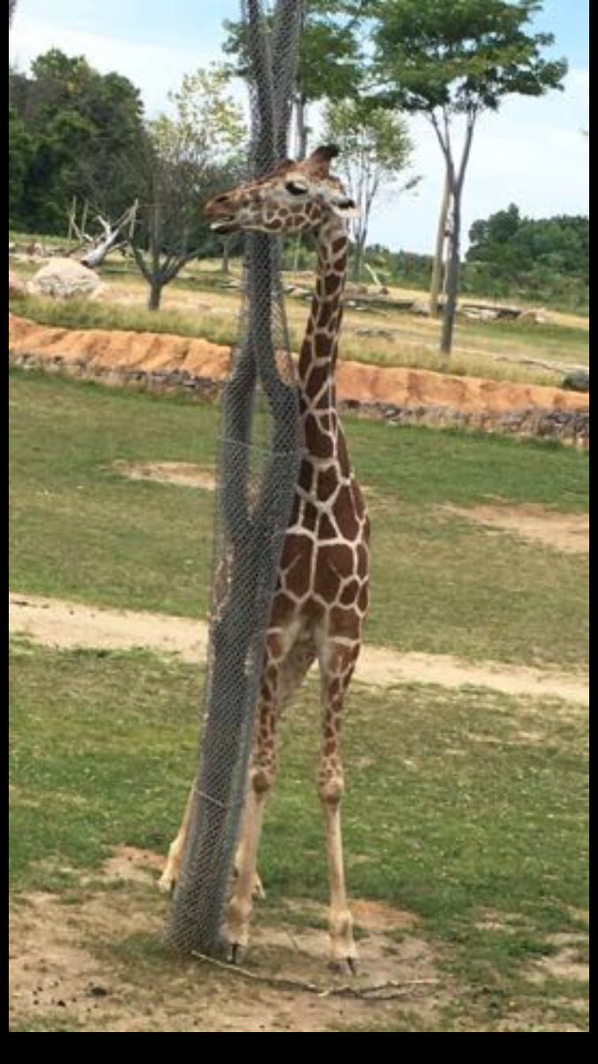 AlenaLynae's tweet photo. What amazing animals 😍😍😍😍❤️❤️❤️❤️ https://t.co/womSDAcNSP