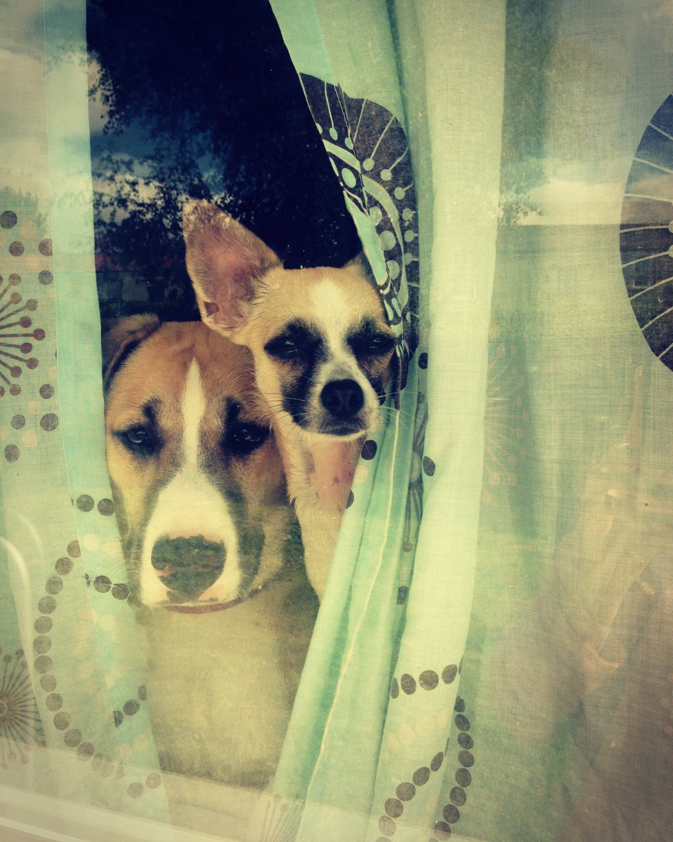 ablaze_korb's tweet photo. They do this every time we leave the bungalow hahaha 😂 #lovethembitches #nala #chichi #cute https://t.co/RXMyhzjSMS