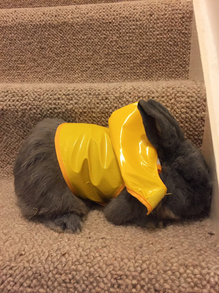 HannahDentNoble's tweet photo. Ballou is being very ungrateful... He's not even pretending to like his new Winter waterproof. ☔️🐰⛈💦 #petsinclothes https://t.co/dDWuE7ste5