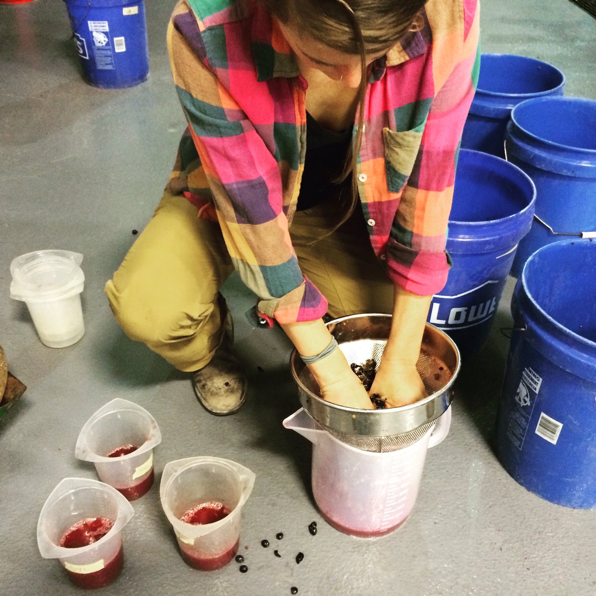 Crushing #vineyard samples for the lab #harvest #harvest2016 #WineWednesday