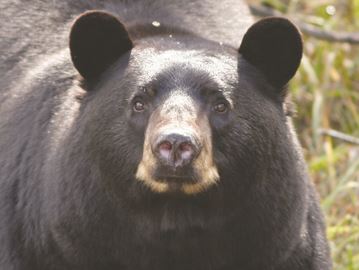 Bear enters Lake of Bays home, raids fridge, stays for 45 minutes

simcoe.com/news-story/685…