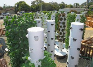Terri_Quenzer's tweet image. Potential solution to the CA water crisis. Meet Alex Thomson. #TowerGarden  ow.ly/8F55304e3K5