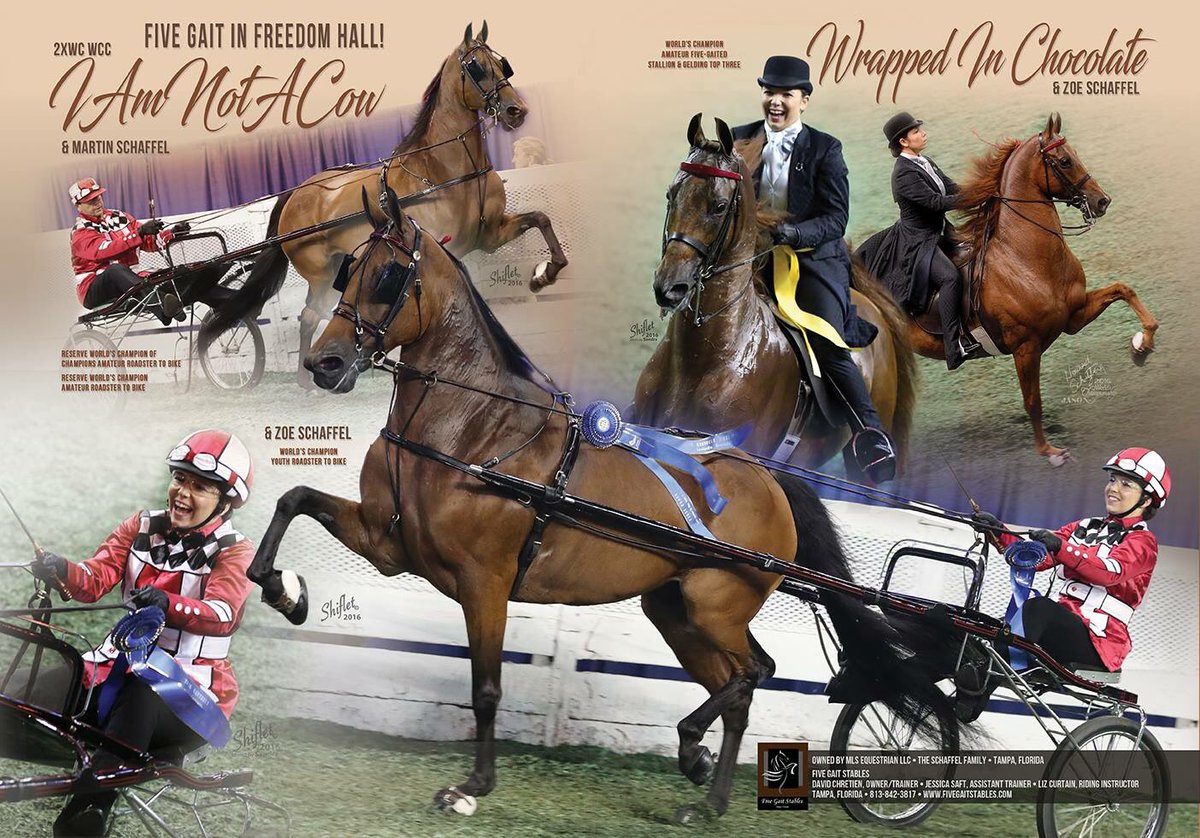 RealShowHorse's tweet photo. Congratulations to Zoe Schaffel of Five Gait Stables including her first WC with the great IAmNotACow! https://t.co/cL6pcM4waY