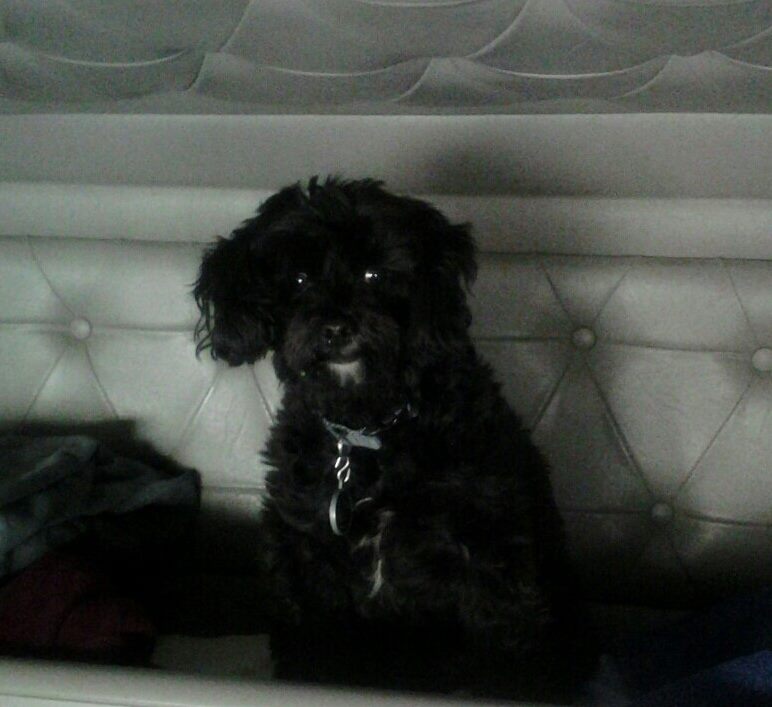 amtransportsvcs's tweet photo. Bentley! One of the entries in our #DriverAppreciationWeek Photo Contest! #PetsOnTheRoad #ThanksDrivers https://t.co/wq73wglIW8