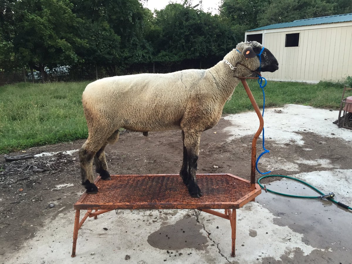 Bynjammin's tweet photo. Before/after bath on Steve the ram. #DelCoFair is just around the corner! @VnomKing_Captin @whatawenner @ohio4h https://t.co/mzG22j2eA3