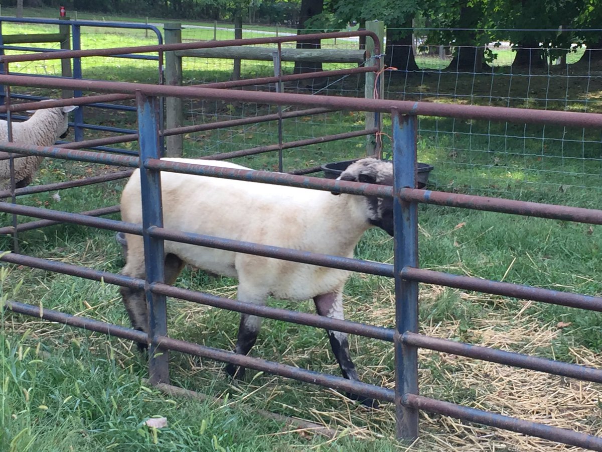 Bynjammin's tweet photo. Before/after bath on Steve the ram. #DelCoFair is just around the corner! @VnomKing_Captin @whatawenner @ohio4h https://t.co/mzG22j2eA3
