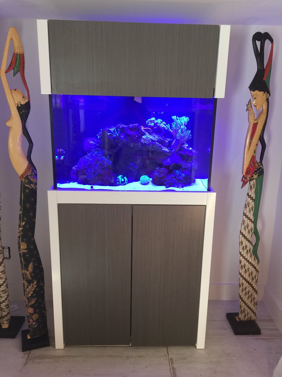 androaquatech's tweet image. Here's a beautiful custom aquarium that we service!