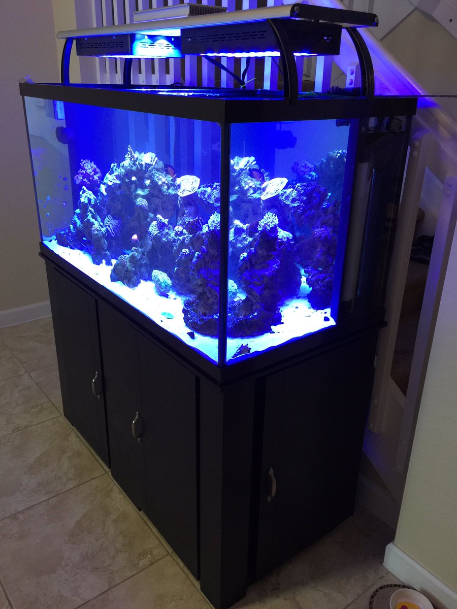 androaquatech's tweet image. Here's a beautiful 120 gallon reef tank that we maintenance.