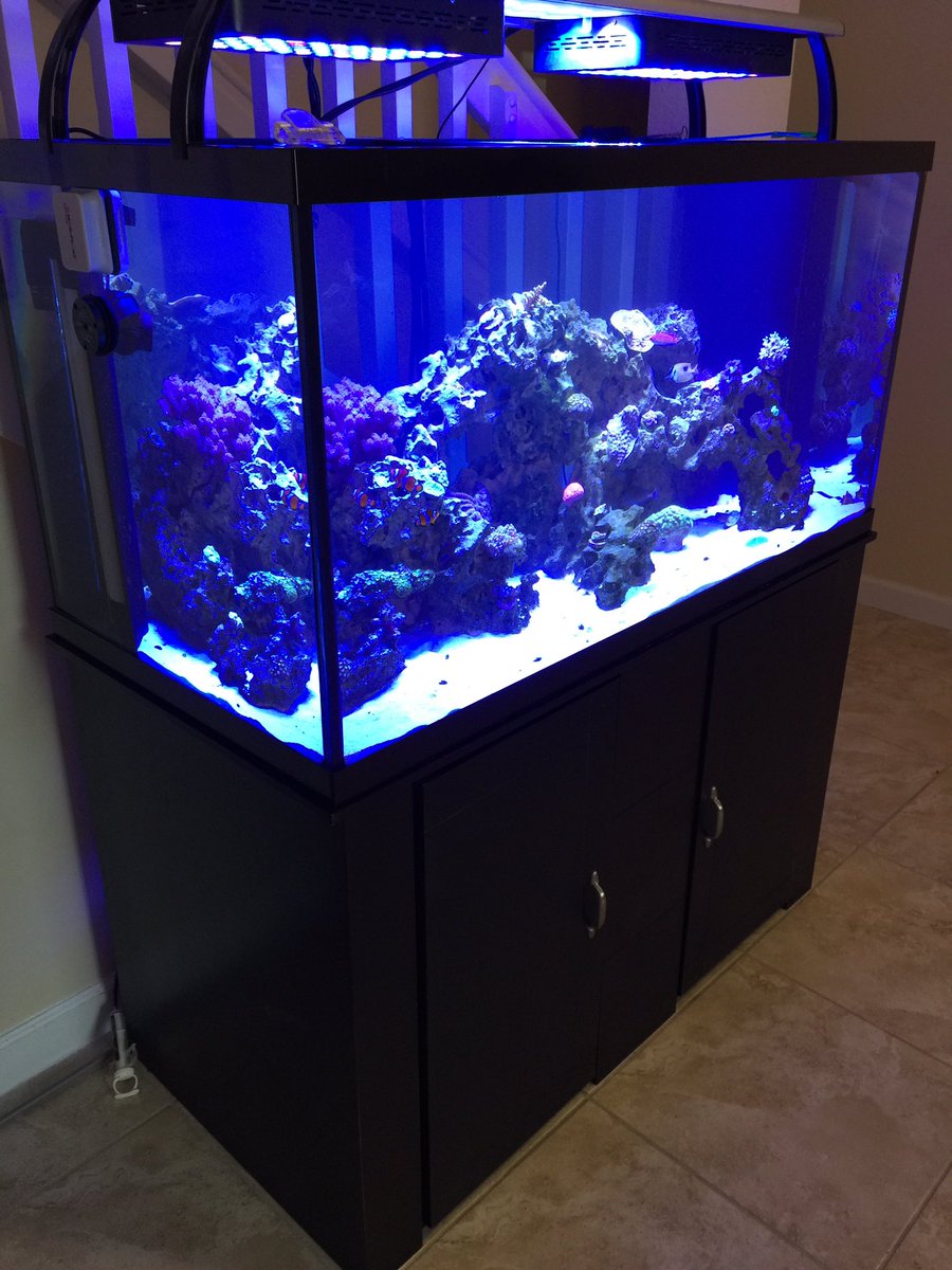 androaquatech's tweet image. Here's a beautiful 120 gallon reef tank that we maintenance.