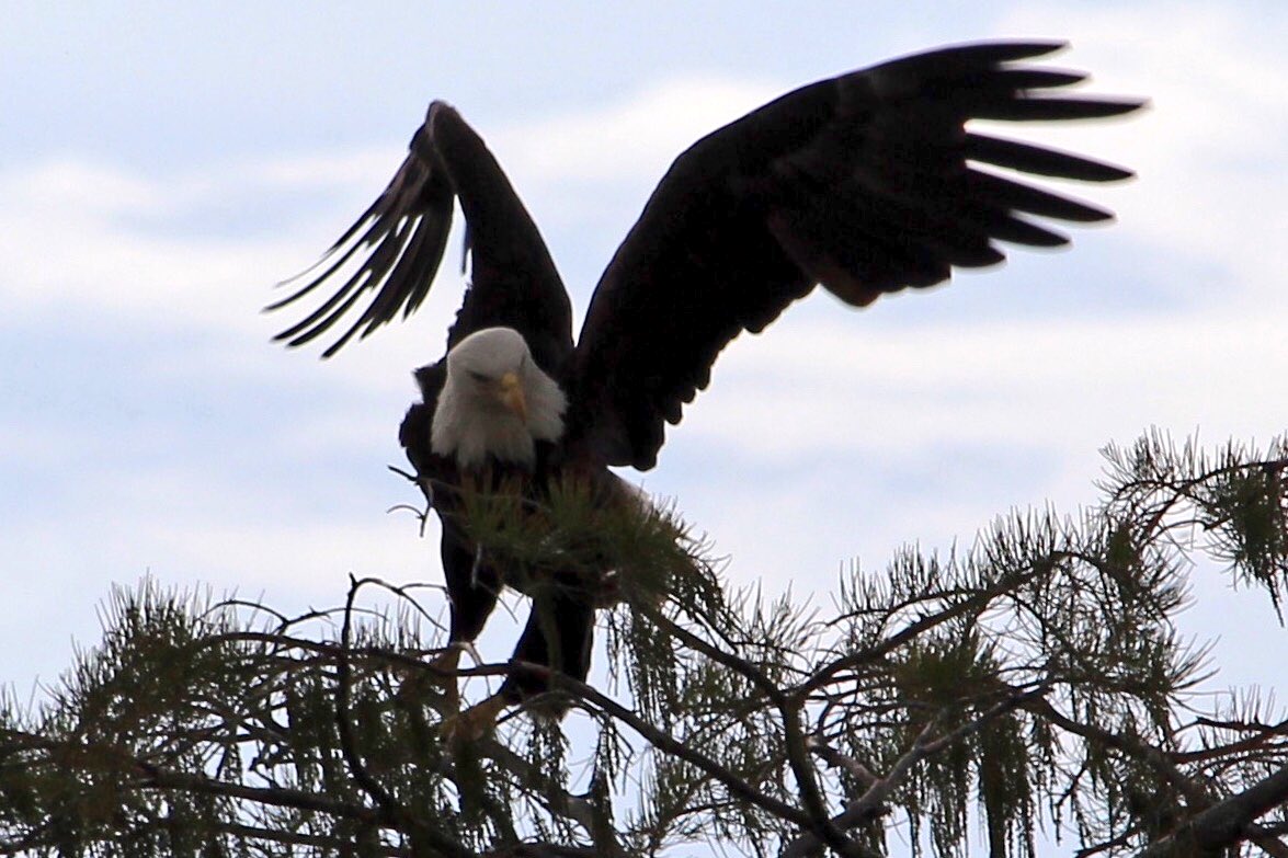 Ok I managed to get a better picture of the Eagles in the trees... This one is a little clearer.