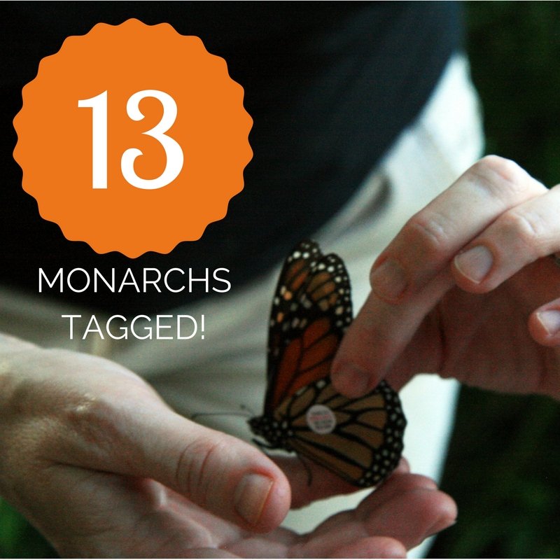 indianawildlife's tweet photo. We did it! We tagged 13 monarchs during our #WhiteRiverFestival event yesterday. Good luck little guys! #Mexicobound https://t.co/R1f0Ne2QSz