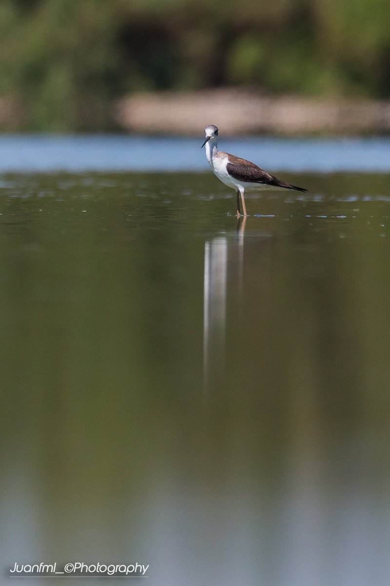 juanfml_'s tweet photo. Cigüeñuela#doñanabiography #sentirhuelva #REFLECTION #birdsanctuary #nature #WaterIsLife #Andalucia @FrancisElRocio https://t.co/Se9LEgNNvZ