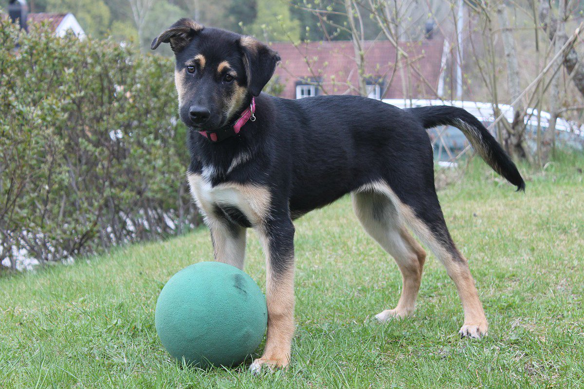 UKUSCAdoggie's tweet photo. Life is short...play with your doggie!
#lifeisgood #playwithyourdog #fun https://t.co/vRjnT7sYHO