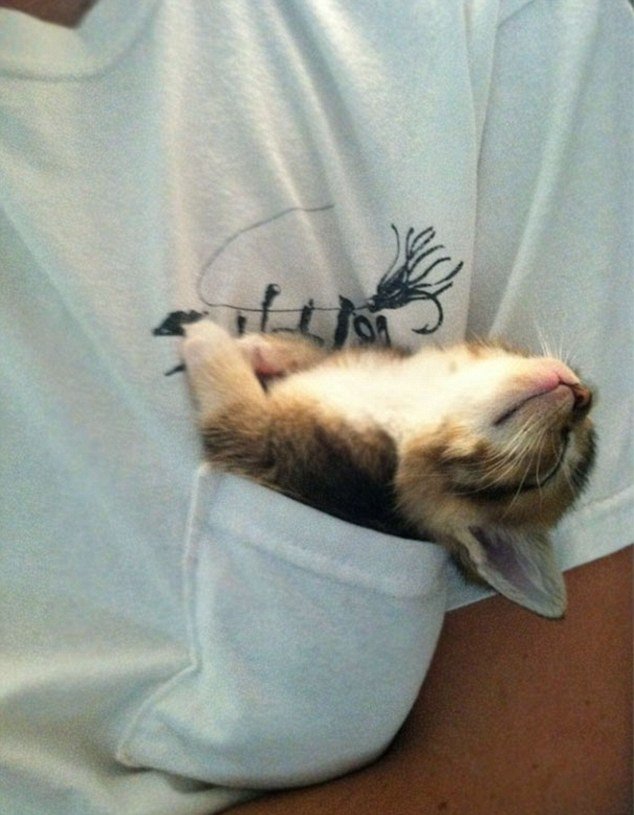 DailyMail's tweet photo. The heart-melting (and hilarious) photos that prove cats really can sleep anywhere https://t.co/qNVpOBP4rW https://t.co/9bpN3OF7KR