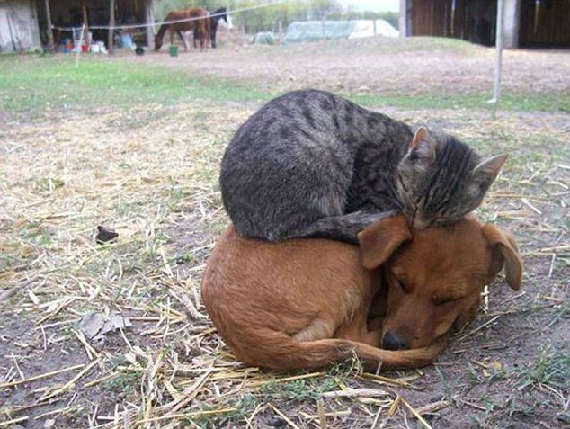 DailyMail's tweet photo. The heart-melting (and hilarious) photos that prove cats really can sleep anywhere https://t.co/qNVpOBP4rW https://t.co/9bpN3OF7KR