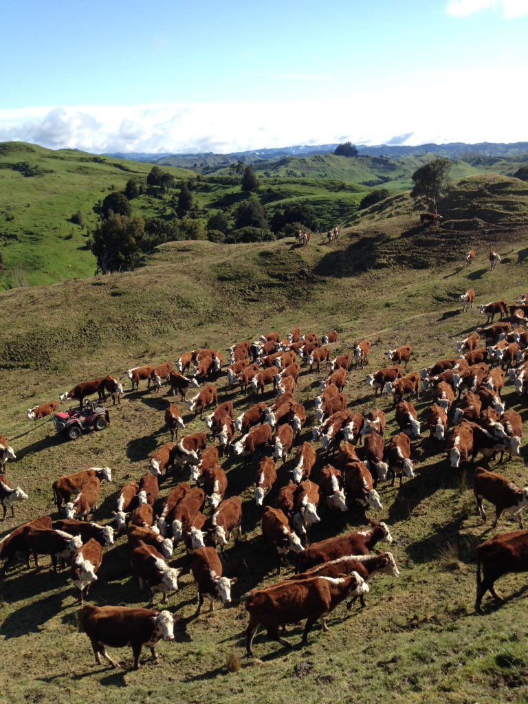 MorrisonFarming's tweet photo. Before. After. Aaaaahhhhhh.

Moved and fed in the #MangaRa #cattlecountry. https://t.co/XqWdhJzHME