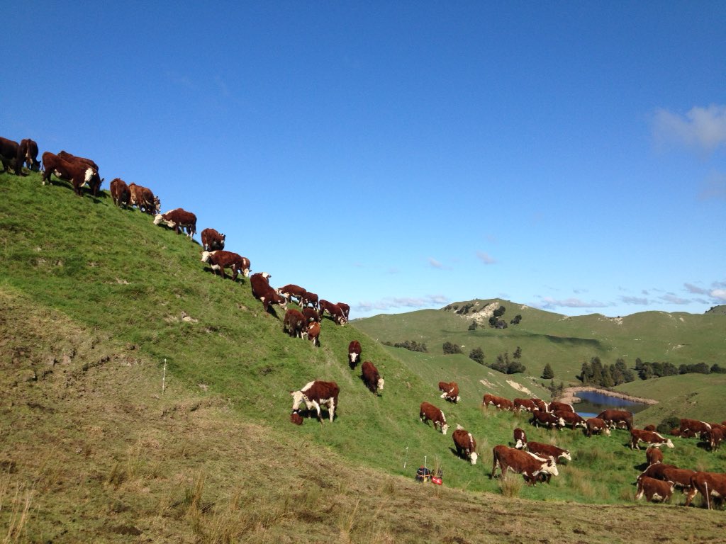 MorrisonFarming's tweet photo. Before. After. Aaaaahhhhhh.

Moved and fed in the #MangaRa #cattlecountry. https://t.co/XqWdhJzHME