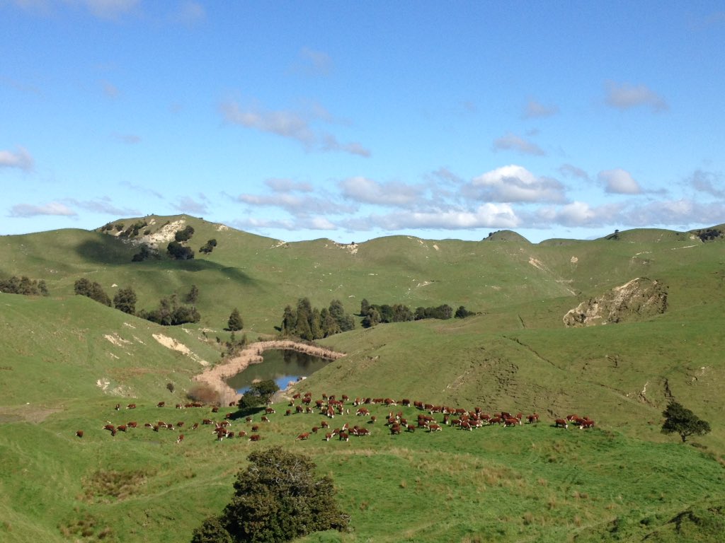 MorrisonFarming's tweet photo. Before. After. Aaaaahhhhhh.

Moved and fed in the #MangaRa #cattlecountry. https://t.co/XqWdhJzHME