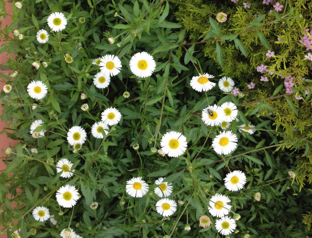 IsabellaKoldras's tweet image. "A poet's a verb that blossoms light in Gardens of dawn, or sometimes midnight."- Aberjhani @AuthorsDen @dale_dixon