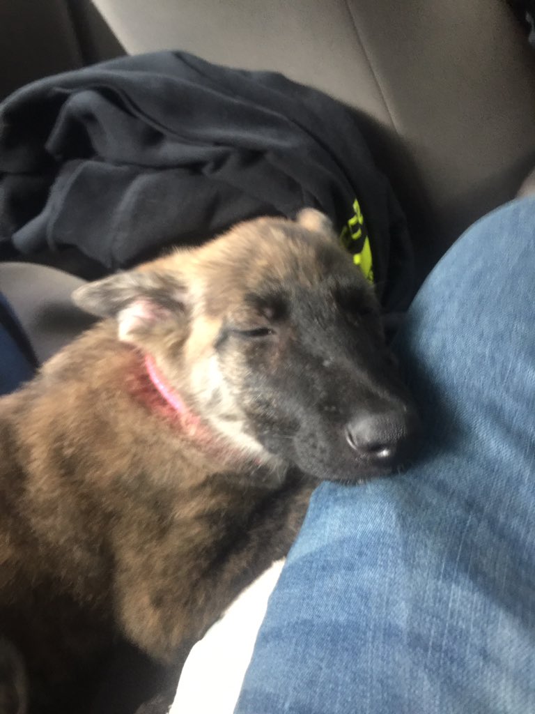 Smithopher22's tweet image. Sleepy head #puppy #hardcore #softside