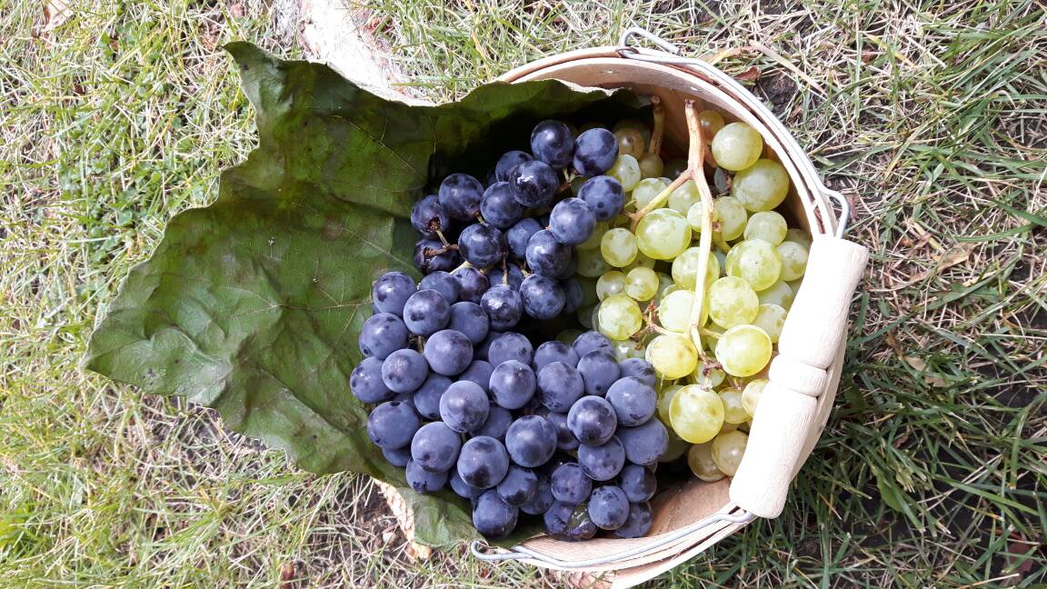 Come on out in this beautiful weather to the Hillhurst Sunnyside Farmers market today. It's open until 7pm.
