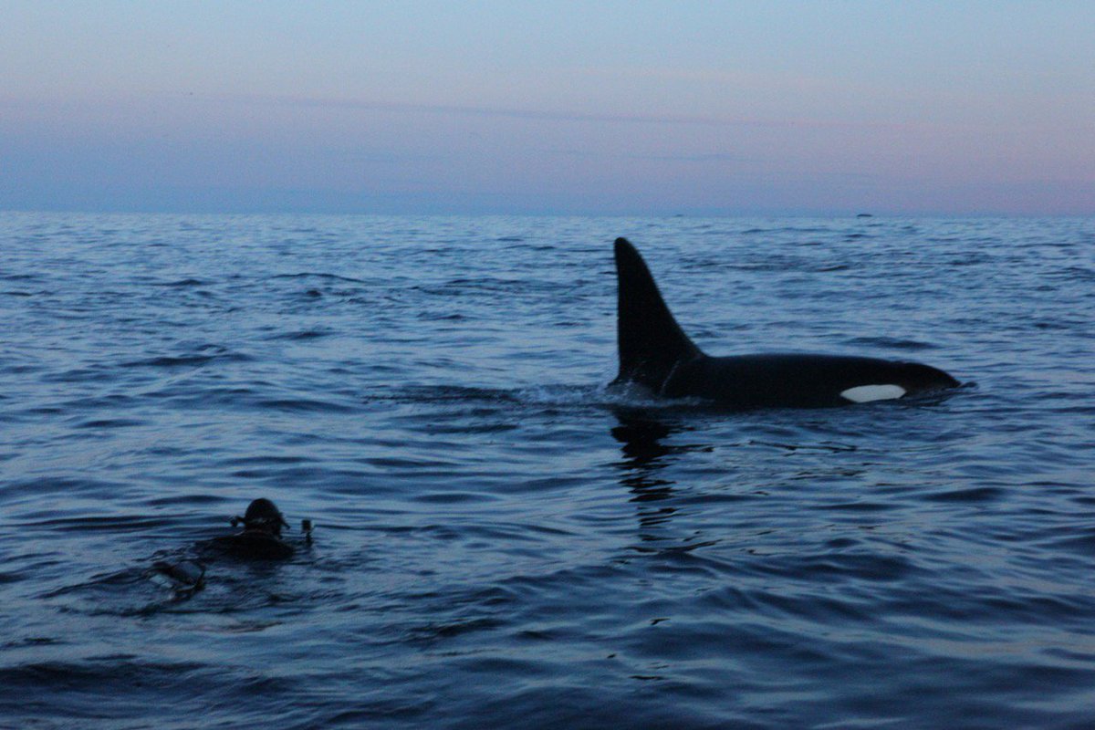 BasecampSenja's tweet photo. We are looking forward to the coming whale season on @BasecampSenja Stay tuned. Mr.Orca and Mr Humpback on Senja :-) https://t.co/5Qen5Xm1mw