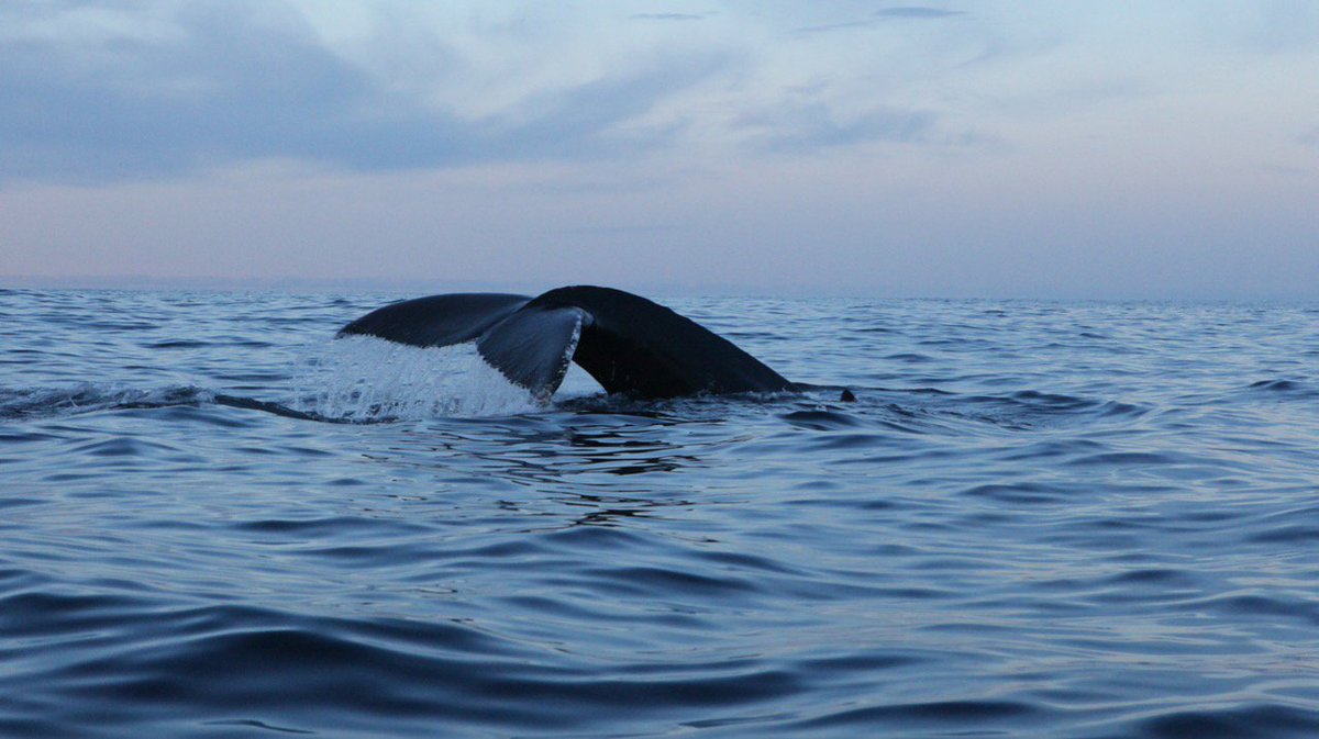 BasecampSenja's tweet photo. We are looking forward to the coming whale season on @BasecampSenja Stay tuned. Mr.Orca and Mr Humpback on Senja :-) https://t.co/5Qen5Xm1mw