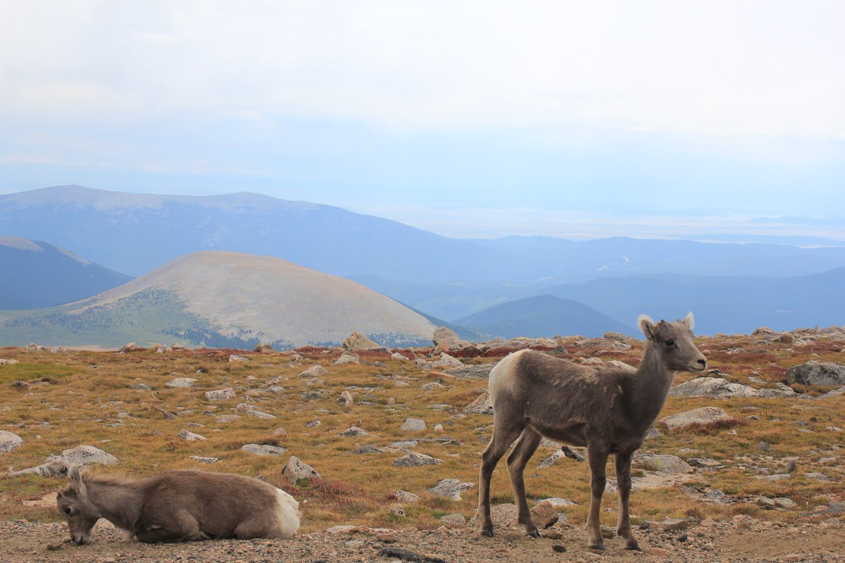 mooncutmtn's tweet photo. Cyber high-five to #WildlifeWednesday https://t.co/hjkr0cpZFo
