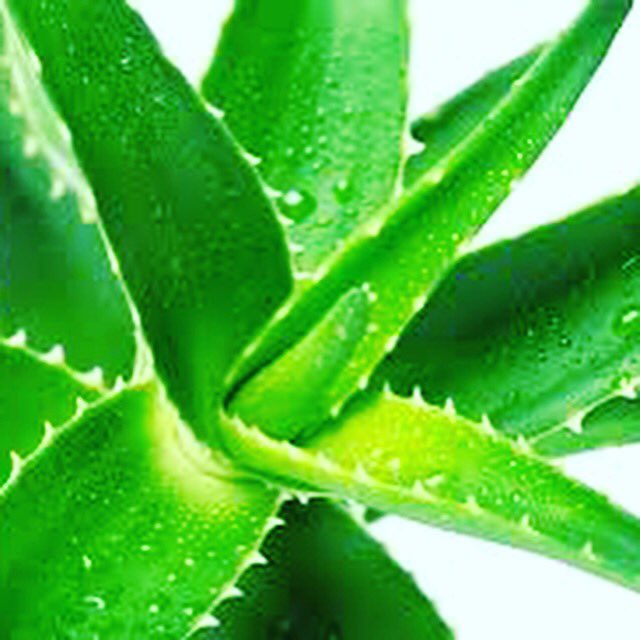 ForeverLivingWA's tweet photo. Aloe Vera is one of the purest natural product you can put into your body #shopmybio #perthfit https://t.co/G2I5840cRF