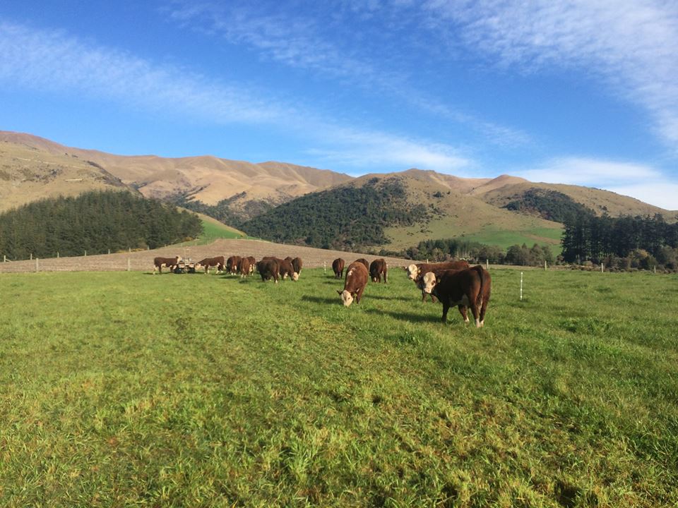 BenLee27091486's tweet photo. Yearling Bulls three weeks away from our sale- enjoying the scenery before they have to work for their livings https://t.co/MVr8BdZP7X