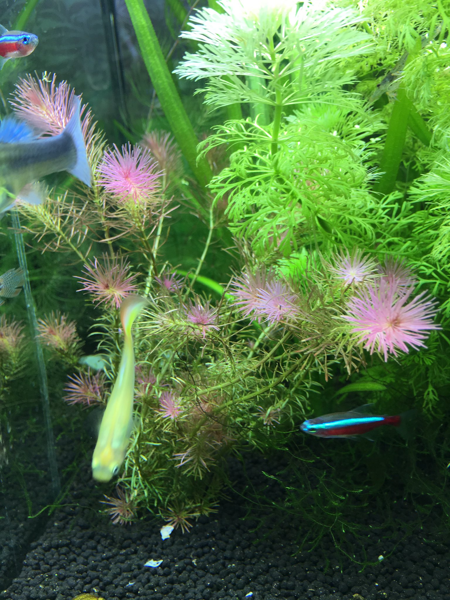 ぐっちぃ 卓球の普及活動 ぐっちぃの熱帯魚アクアリウム水槽217日目 水中でピンクの花みたいな葉が育つ 難しいとされる 水草のリスの尾がピンクの花を咲かせたような模様が 水中で花が咲くように見える水草ってなかなかないので 非常にキレイに成長