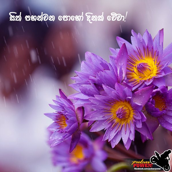 PulsarPowerSL's tweet photo. අද බිනර පෝහොයයි
#PulsarPower https://t.co/r6ANW5X5Qa