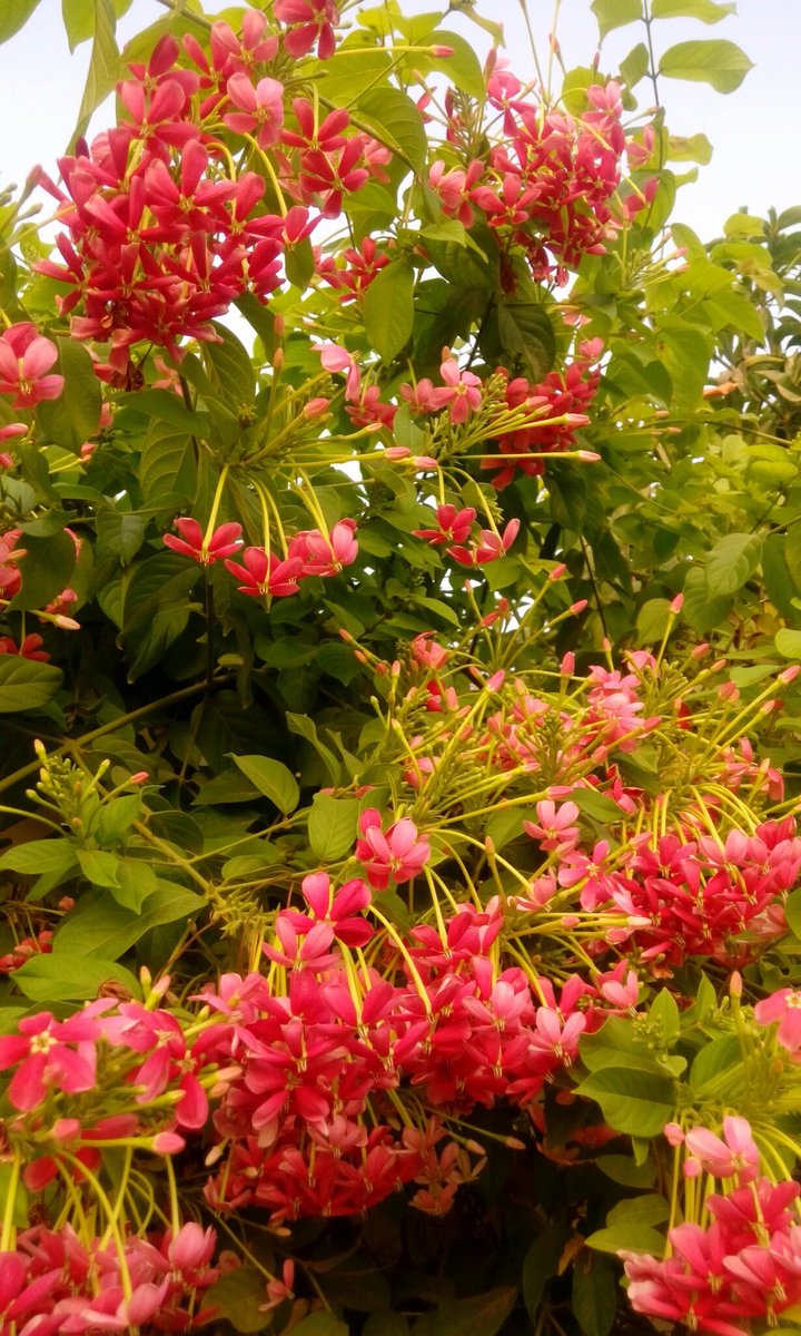 أعمارنا أقصر من أعمار الزهور ..

 #يخبرني_الصباح