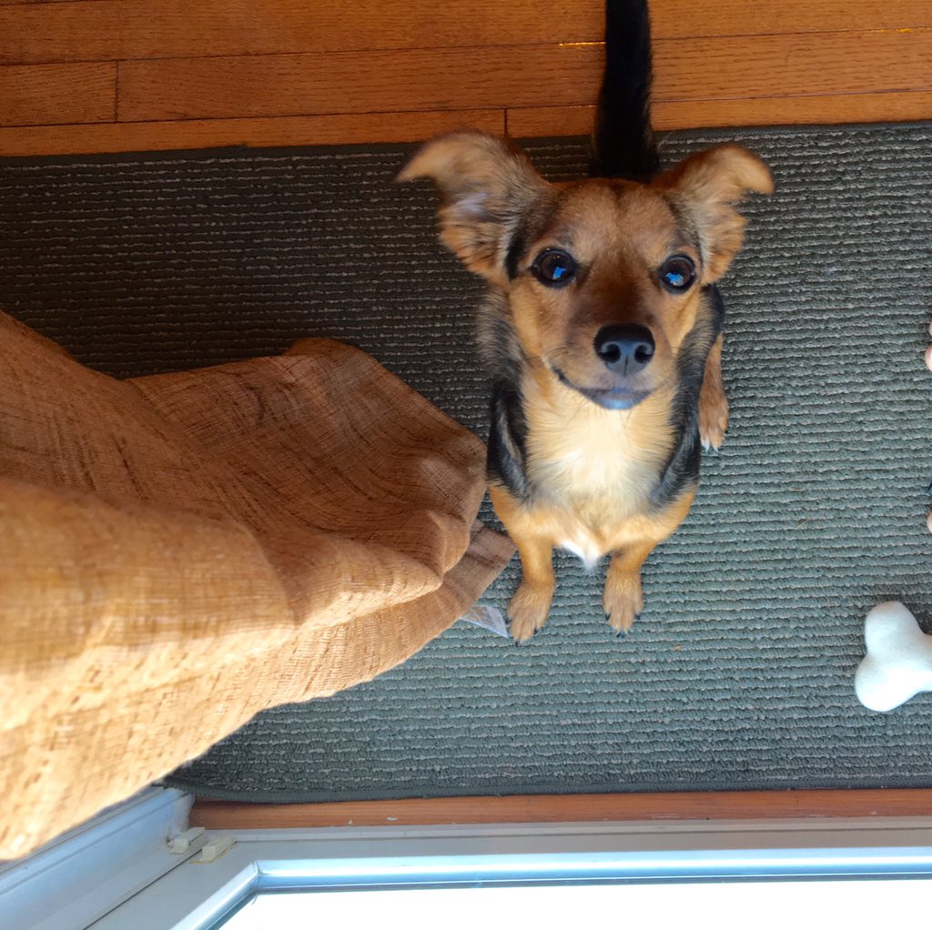 vysheim's tweet photo. @dog_rates O'Malley appreciates all the love :)) https://t.co/24wwyft2Gy