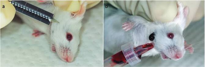 beautywithoutbd's tweet photo. Please put a stop to animals testing and abuse!! #againstanimalstesting #CrueltyFree #beautywithoutblood https://t.co/xibMI1veOY